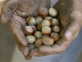 Turkish freeze may be boon for Oregon hazelnuts