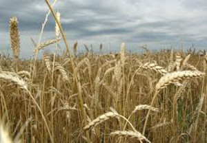  wheat