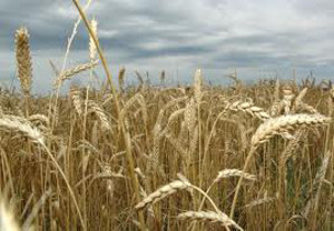 wheat