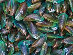 Mussels