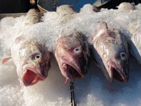 Norwegian seafood