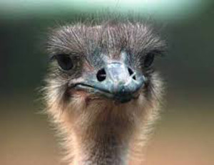 ostrich 