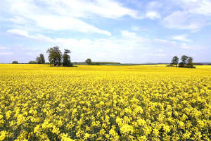 Rapeseed