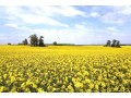 Global Oilseed Harvest Outlook Raised by Oil World on US Crop