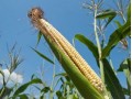 Below-average Cereal Harvest Gathered in 2014