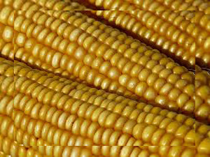 yellow corn