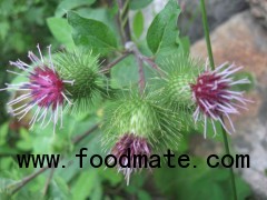 Arctium Lappa Seed Extract