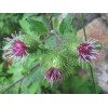 Arctium Lappa Seed Extract