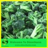 IQF frozen broccoli