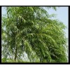 White Willow Bark Extract