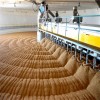 good quality Australian barley for beer making