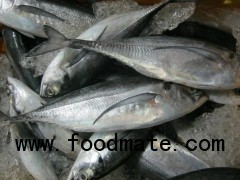 horse mackerel