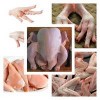 Halal Whole Frozen Chicken, Chicken Feet/Paws, Chicken Eggs,Chicken Breast Fillet, Chicken Legs