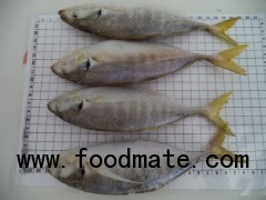 yellow tail scad