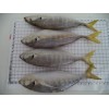 yellow tail scad