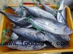 skipjack tuna