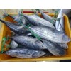 skipjack tuna