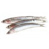 anchovy fish