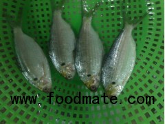 Dotted gizzard shad