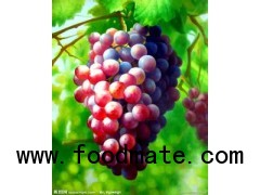 Grape Seed Extract