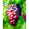 Grape Seed Extract