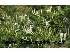 Honeysuckle Flower Extract