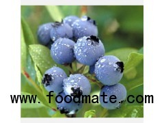 Blueberry Extract