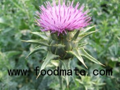 Milk Thistle Extract