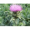 Milk Thistle Extract