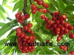 Cherry Extract