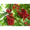 Cherry Extract