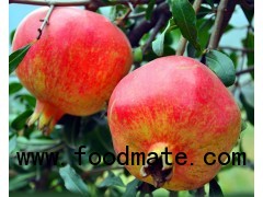 Pomegranate Extract