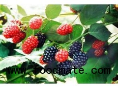 Mulberry Extract