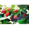 Mulberry Extract