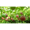 Passiflora incarnata Extract