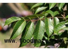 Olive Leaf Extract