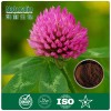 Red clover herbal extract