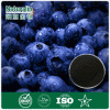 natural organic Bilberry Extract