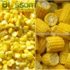 Frozen vegetables IQF sweet corn yellow corn