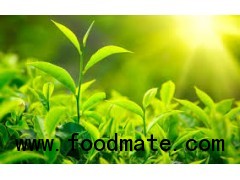 Green Tea(Camellia Sinensis)Catechins 40%,75%,Polyphenols90%