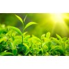 Green Tea(Camellia Sinensis)Catechins 40%,75%,Polyphenols90%