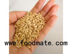 French barley