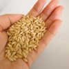 French barley