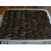 Dired Sea Cucumber Wholesale/ Frozen Fish