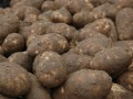 Large-sized Russet potatoes short in Idaho