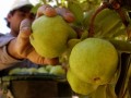 Brazil continues to veto the entry of fruit from Argentina