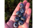 Greece: Weather, remains a challenge for blueberry growers