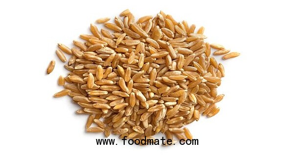 khorasan wheat