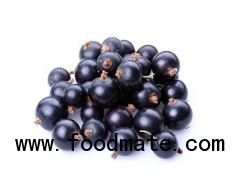 Black Currant Extract