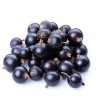 Black Currant Extract
